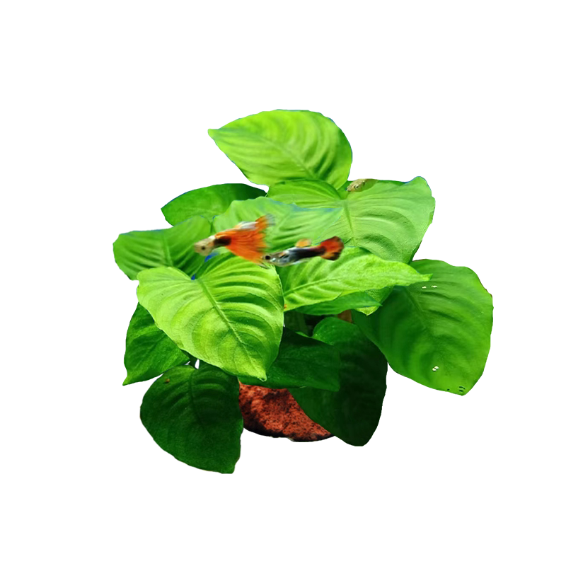 鱼缸水草植物火山石水培蜈蚣草