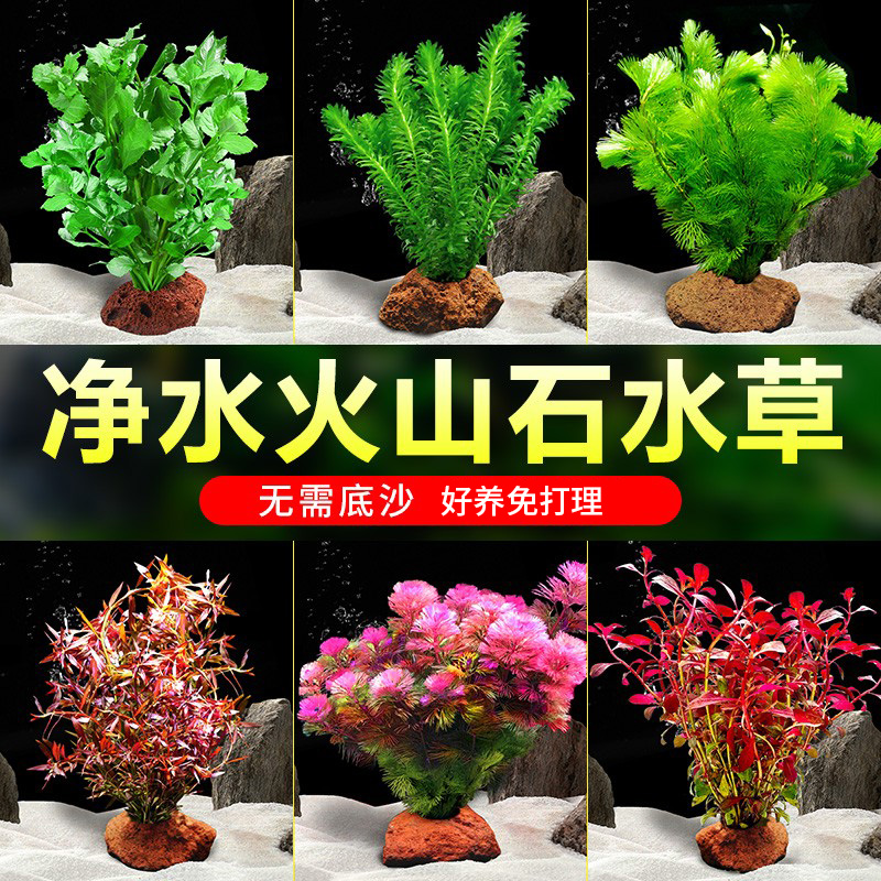 鱼缸水草植物火山石水培蜈蚣草
