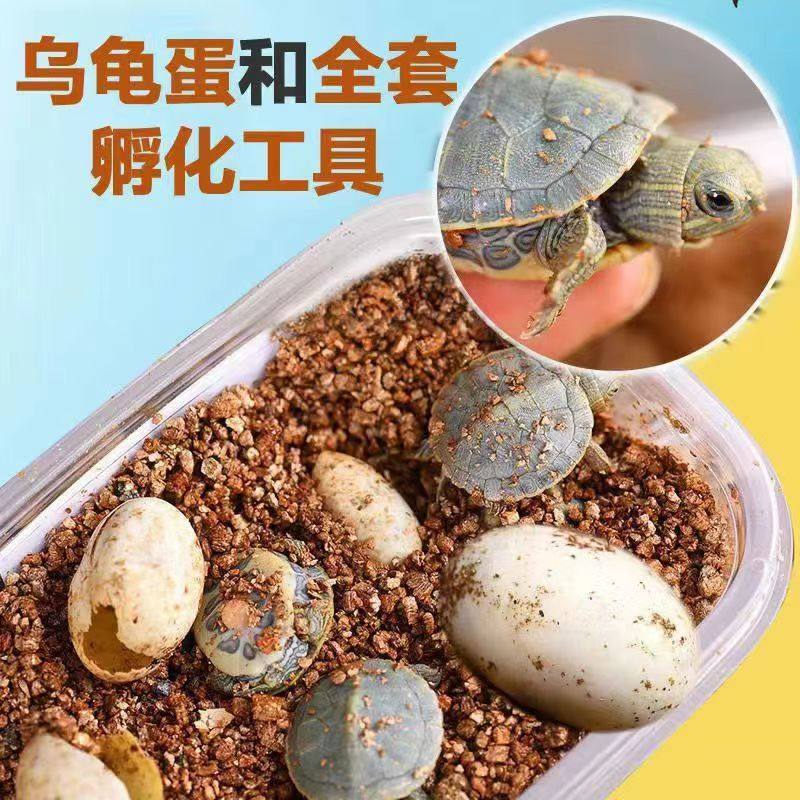 小乌龟蛋乌龟蛋乌龟蛋可孵化受精蛋学生便宜送孵化器孵化盒