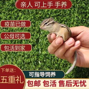 活金松花鼠幼儿宠物活物包活稀罕宠物网红飞天花栗鼠好养认主宠物
