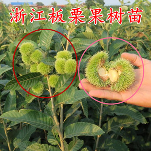 浙江本地庭院地栽板栗树苗果树 毛栗嫁接苗 栗子树结果苗