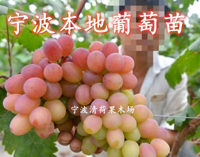 葡萄树苗阳光玫瑰葡萄树苗