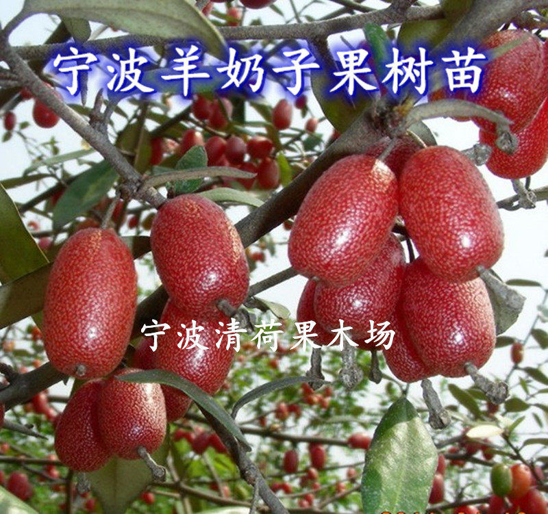 现挖现卖宁波羊奶子果树苗 盆栽蓝靛果苗 庭院地栽胡秃子树苗