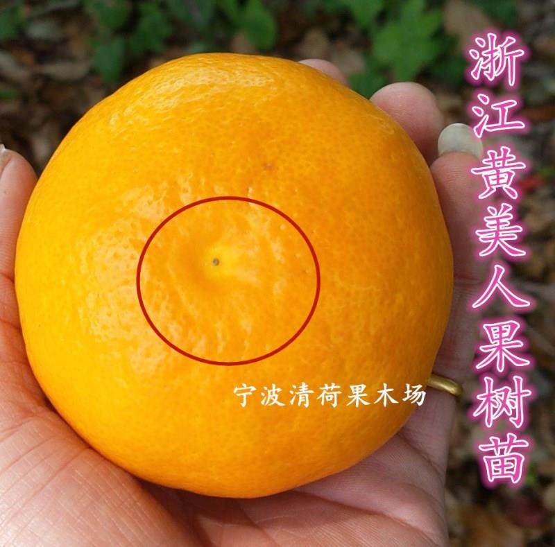 宁波新品种红美人果苗选育优质品种黄美人柑橘苗爱媛68号柑桔苗