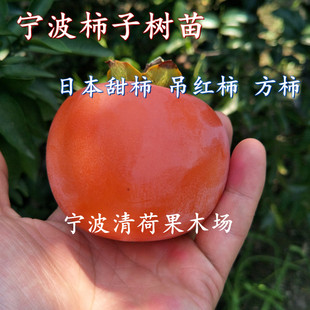 余姚吊红柿子树苗太秋甜柿嫁接苗火晶柿结果苗方柿苗地栽盆栽