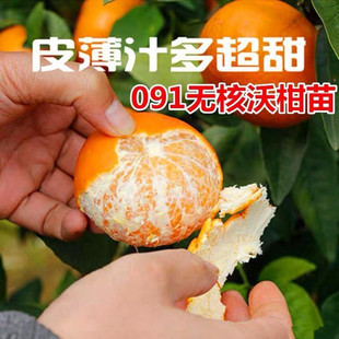 宁波091无核沃柑果树苗 浙江柑桔嫁接苗 盆栽桔树结果苗满18包邮