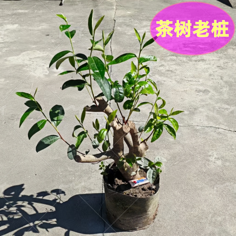移植鸭屎香茶树老桩大白茶桩盆栽龙井茶树盆景乌龙茶树苗普洱茶树
