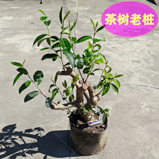 移植鸭屎香茶树老桩大白茶桩盆栽龙井茶树盆景乌龙茶树苗普洱茶树