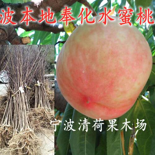 宁波奉化黄金蟠桃湖景蜜露树苗