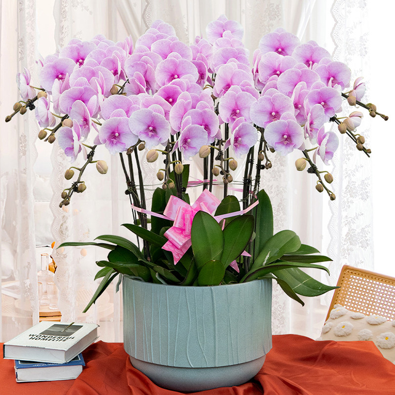 蝴蝶兰盆栽带花室内植物鲜花开业乔迁送礼花卉教师节兰花上海同城