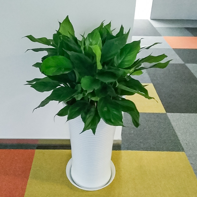 万年青一帆风顺大盆花办公室客厅室内绿植真花卉盆栽植物新居上海