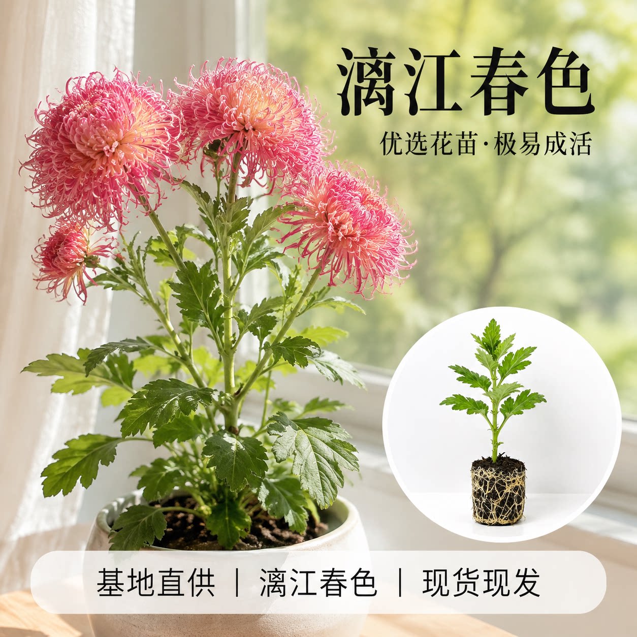 【漓江春色】大菊花苗 独本菊花苗瑞云殿 国华大菊系列狮子头菊
