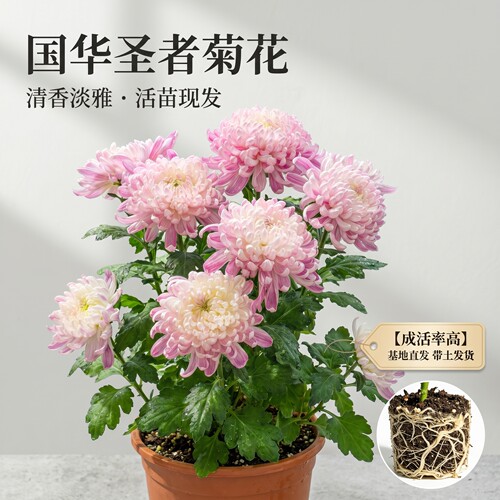 精品国华圣者菊花苗基地直发包对版耐寒耐热秋菊苗庭院地栽观赏花