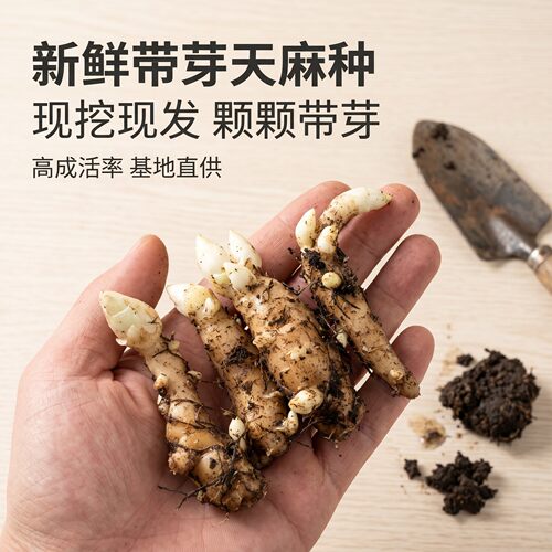 天麻种植苗种子正宗高产天麻花苗0代种新鲜现挖高产室内室外阳台