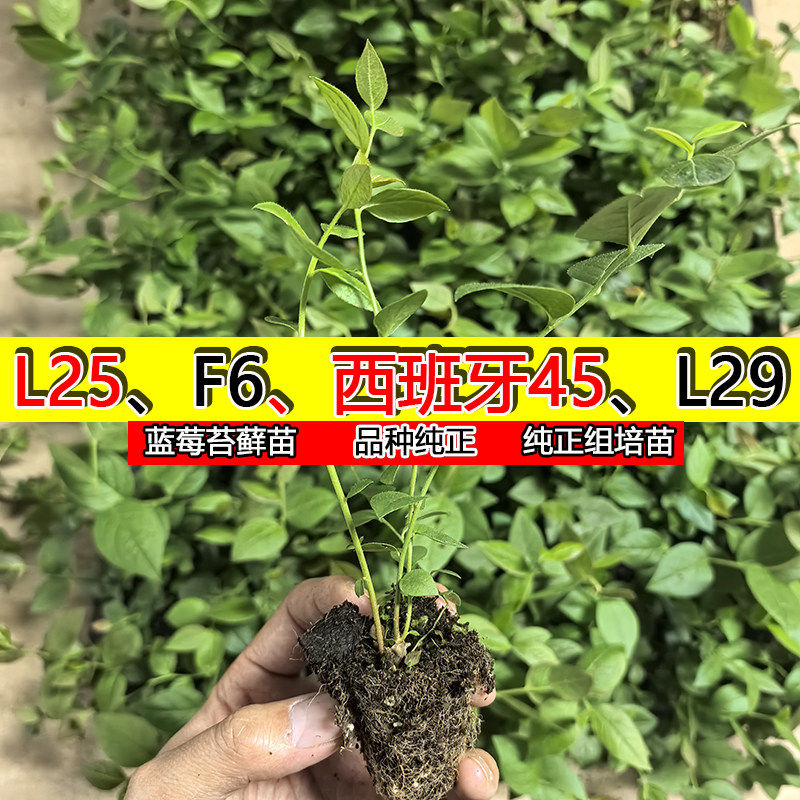 【大果优瑞卡L25】蓝莓树苗苔藓小苗脱毒穴盘苗南高丛早熟系列