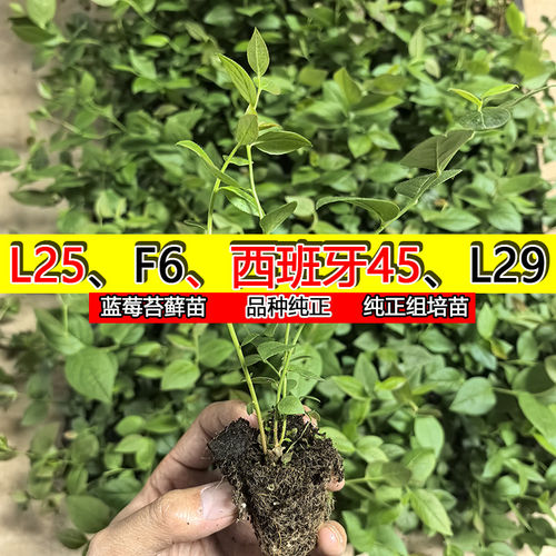【大果优瑞卡L25】蓝莓树苗苔藓小苗脱毒穴盘苗南高丛早熟系列