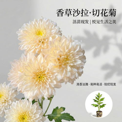 切花菊香草沙拉花苗室内盆栽花卉多年生花苗三文鱼宝莲灯宿根植物