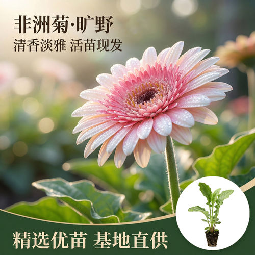 非洲菊旷野花苗5颗扶郎花小苗高杆重瓣大花四季开花鲜切花