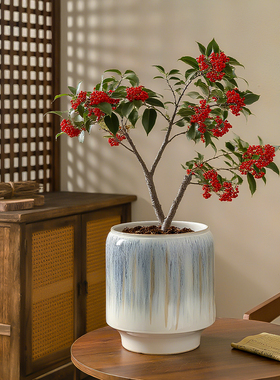 中式简约陶瓷花盆古典家用客厅大口径北美冬青兰花发财树绿植盆栽