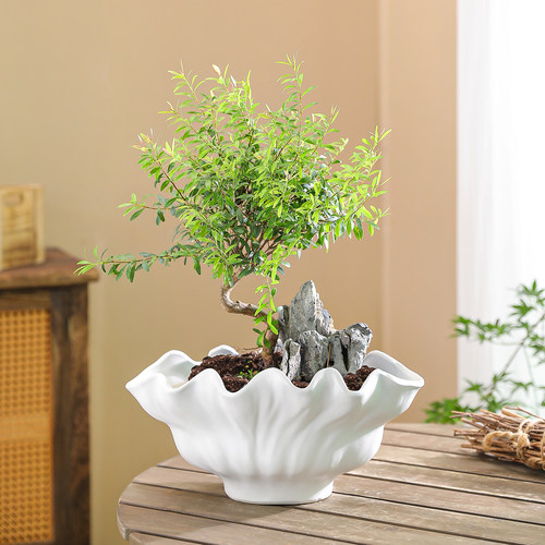 简约中式陶瓷造景花盆大口径盆景