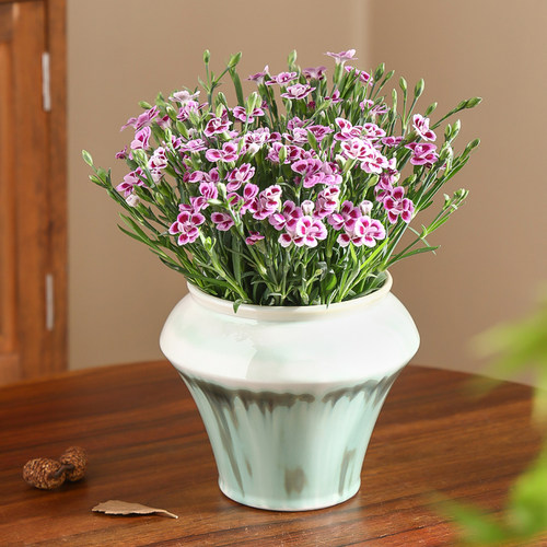 简约陶瓷花盆轻奢蝴蝶兰多肉盆栽
