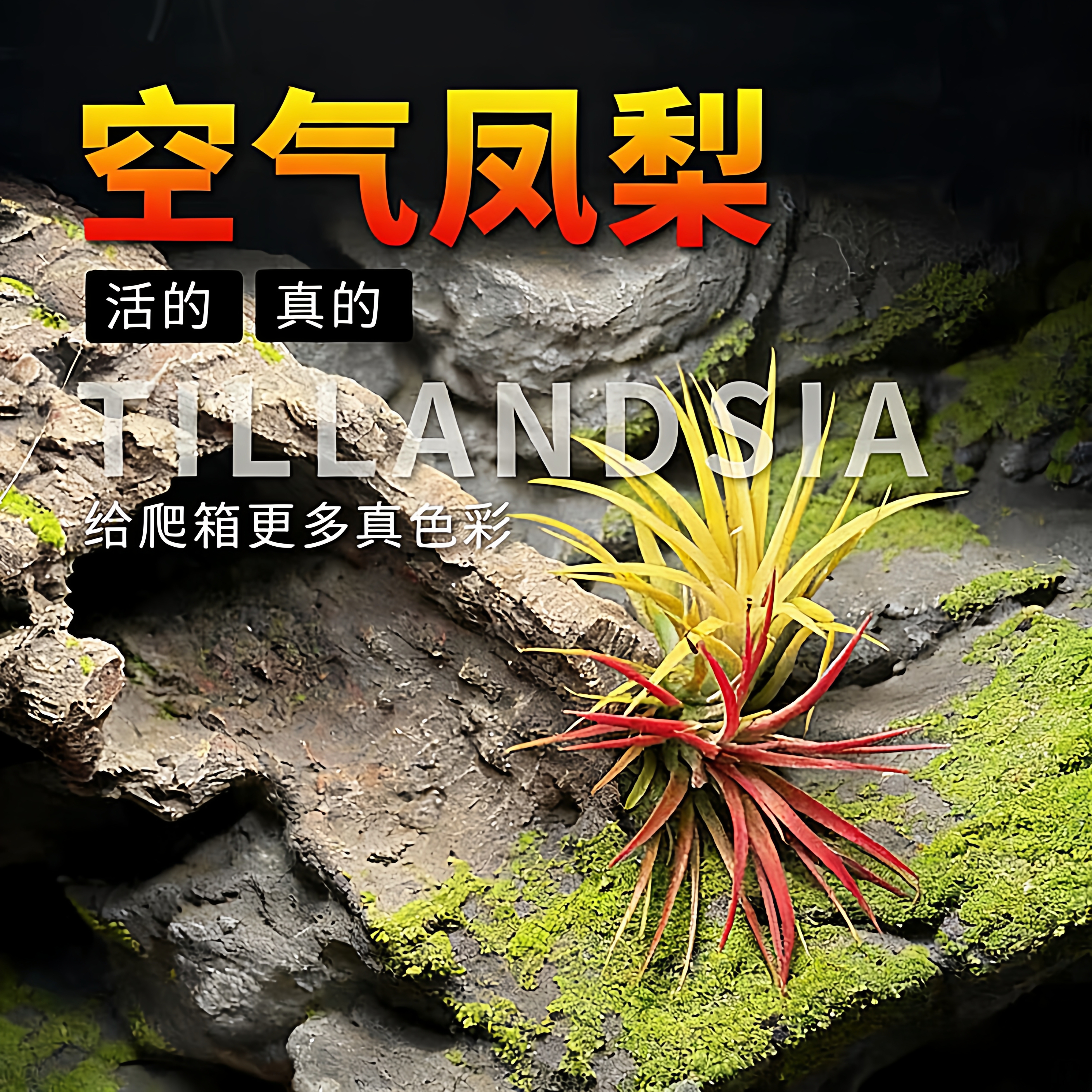 爬宠箱造景空气凤梨沙漠雨林造景植物天然空凤爬宠缸装饰活体植物