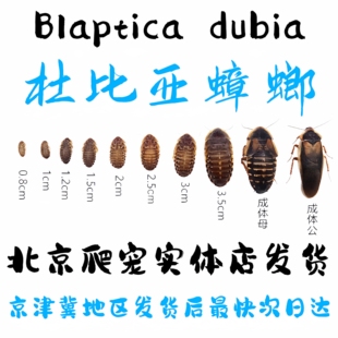 北京发货杜比亚蟑螂活体饲料繁殖组蜥蜴守宫鱼活饵饲料活虫高营养