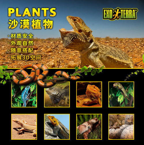 EXOTRAoera希oera希瑾沙漠