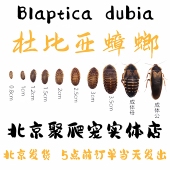 北京发货杜比亚蟑螂守宫鬃狮活体饲料鱼活饵营养超蟋蟀樱桃繁殖组