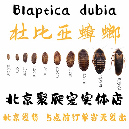 北京发货杜比亚蟑螂守宫鬃狮活体饲料鱼活饵营养超蟋蟀樱桃繁殖组