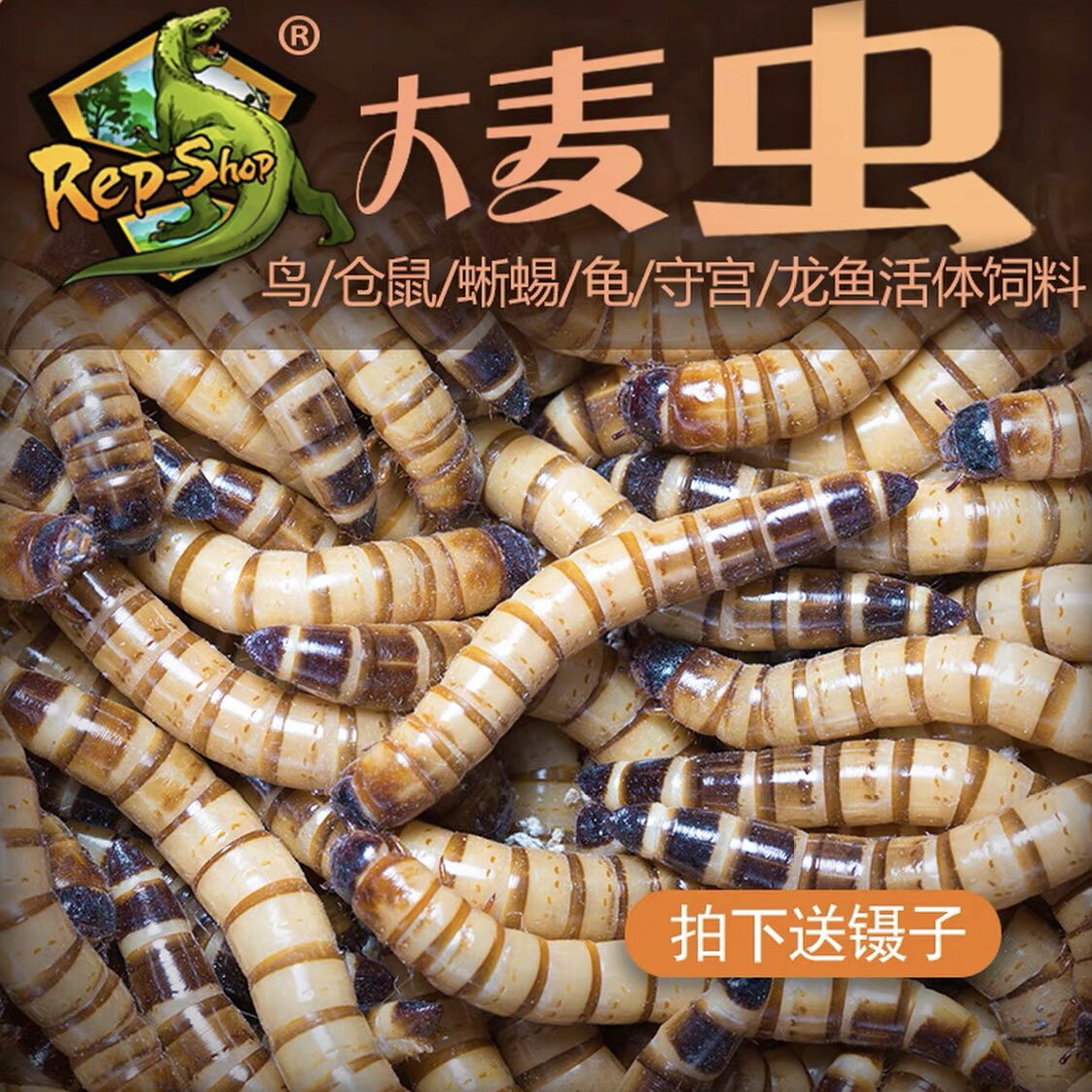 京津冀次日达大麦虫活体饲料蜥蜴龙鱼鸟守宫活体饲料虫宠物饲料