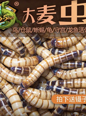 京津冀次日达大麦虫活体饲料蜥蜴龙鱼鸟守宫活体饲料虫宠物饲料