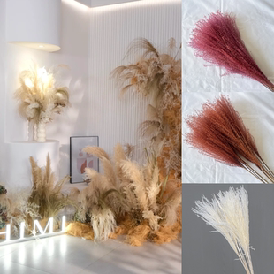 幻花干花拂尘花10支/束天然芦苇干花橱窗装饰摆件麦穗婚庆道具