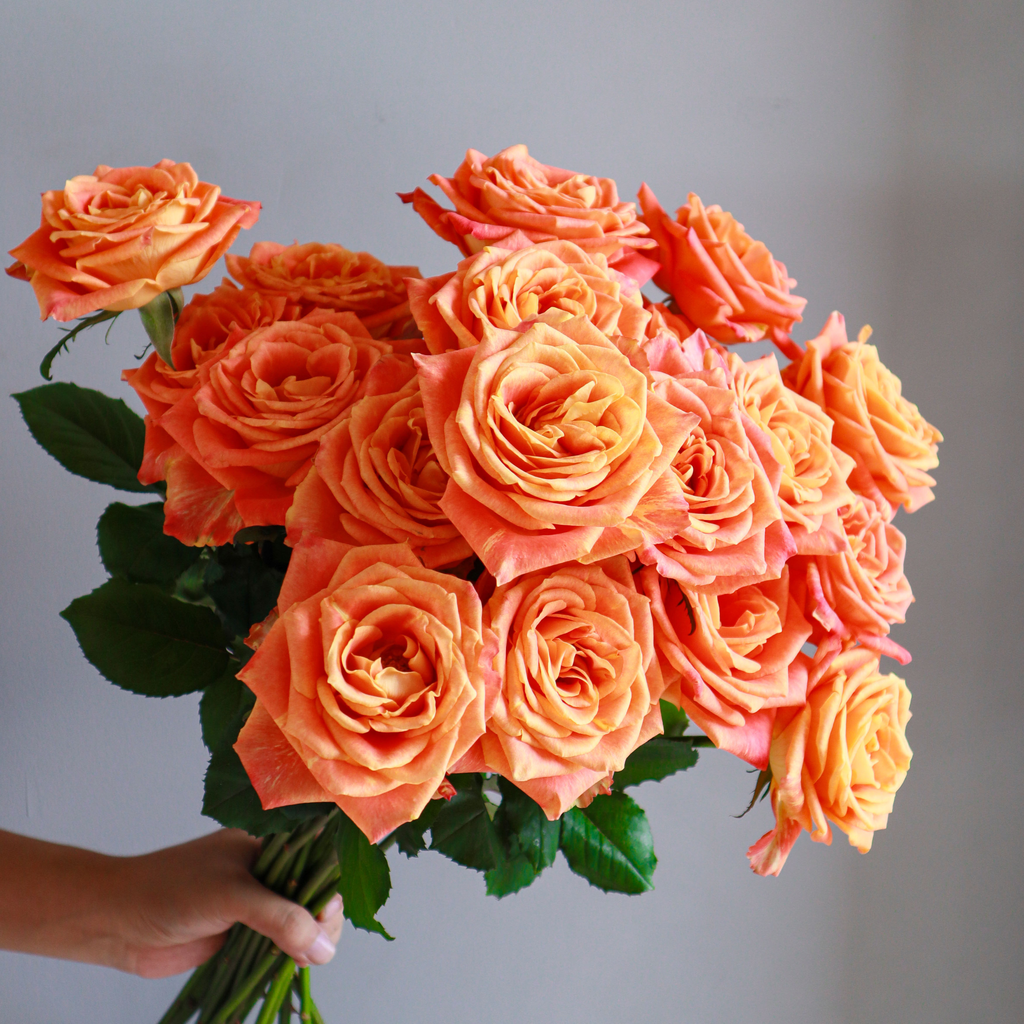 鲜花速递云南基地直发鲜切花顺丰包邮【欢乐颂玫瑰】家庭插花