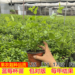 花香25蓝莓组培杯苗F6大果丰产纯甜无酸带盆带土南高丛果树苗盆栽