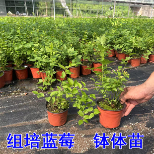 种苔藓苗盆栽地栽阳台庭院脱毒果苗 L25大果新品 蓝莓组培苗
