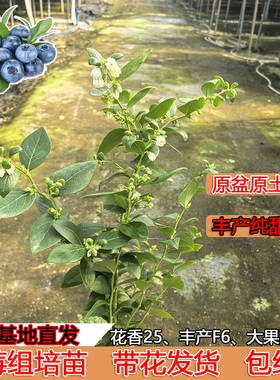 花香25蓝莓组培苗带花树苗丰产F6纯甜无酸南高丛原盆原土当年结果
