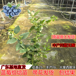 花香25蓝莓组培苗带花树苗丰产F6纯甜无酸南高丛原盆原土当年结果