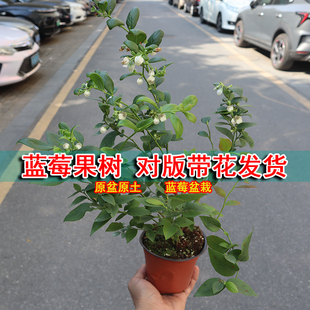 L25蓝莓树果苗盆栽带花带果原盆大果纯甜无酸组培南高丛大苗丰产