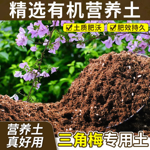 三角梅适用室内植料工程款纯粹稳定盆土状态家用装叶色浓绿
