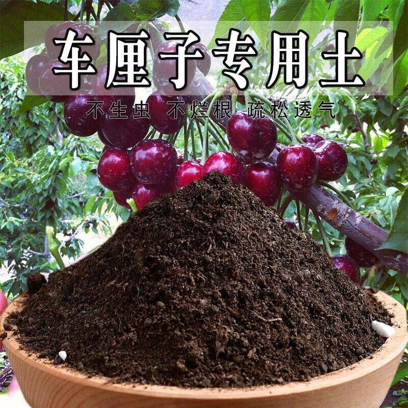 车厘子专用土樱桃树专用营养土盆栽土养花种花土通用种植土壤肥料