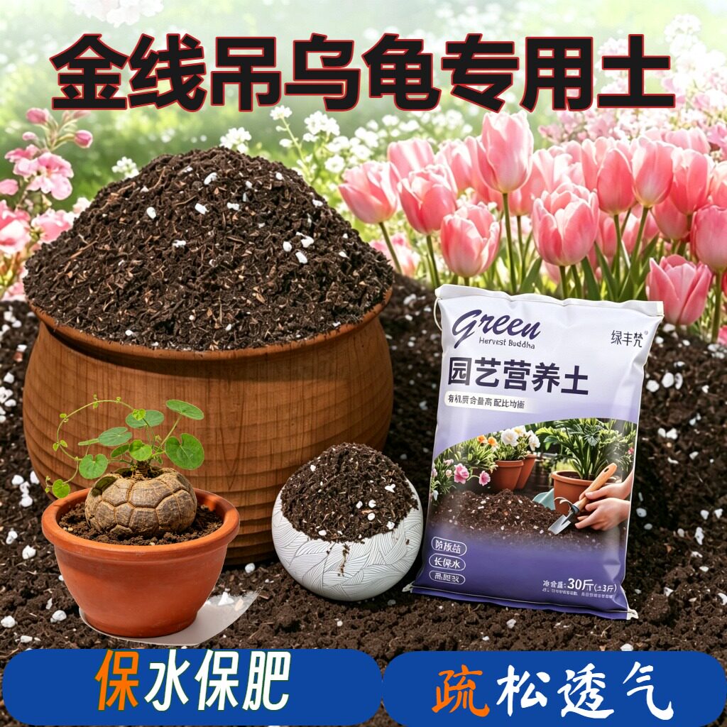 金线吊乌龟适用基质不闷根扦插包邮优质增色观花防徒长盆景壮根