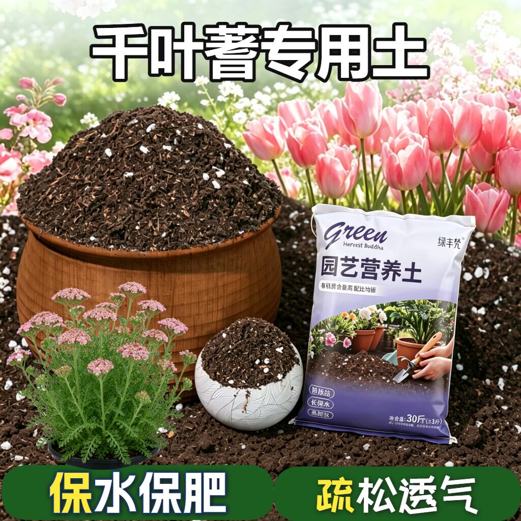 千叶蓍适用营养土不烂根高温灭菌园艺加深生根粉精选增色多肉观叶