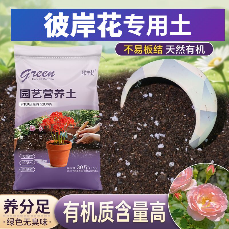 彼岸花适用基质根壮苗好不烂根阳台加深生根粉优质绿叶多肉防徒长