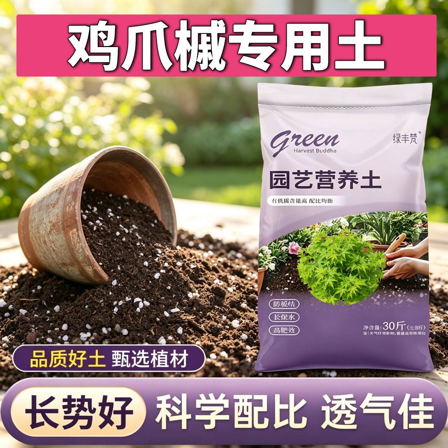 鸡爪槭适用盆景土根壮苗好盆景加牛粪进口防黄叶球根有机优质绿叶