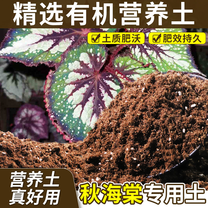 秋海棠适用混合种植土户外适用精细适配移栽环境大包装丛生状态
