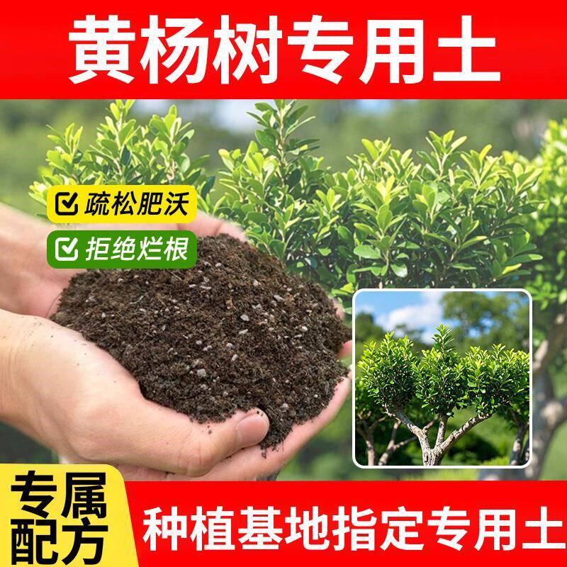 黄杨树专用土黄杨树专用营养土通用型疏松蓬松绿植物园艺种菜室内