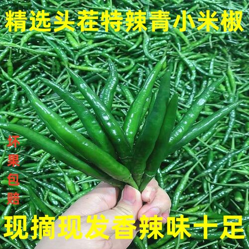 新鲜露天头茬青小米辣朝天椒剁椒