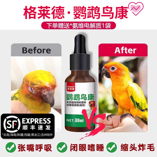 【送电解质】格莱德鹦鹉鸟康