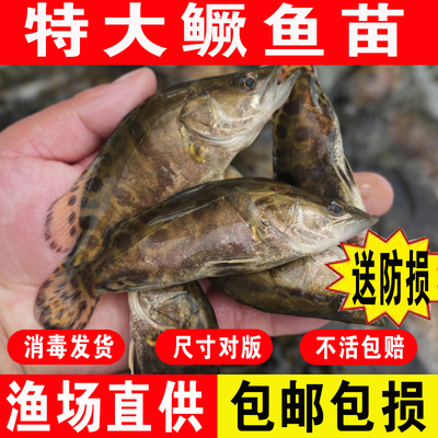 正宗好养鳜鱼苗鲜活鳜鱼淡水养殖